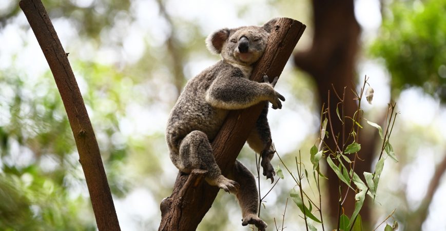 koala-pic koala-pic
